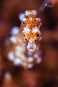 denise's pygmy seahorse by Leon Zhao 